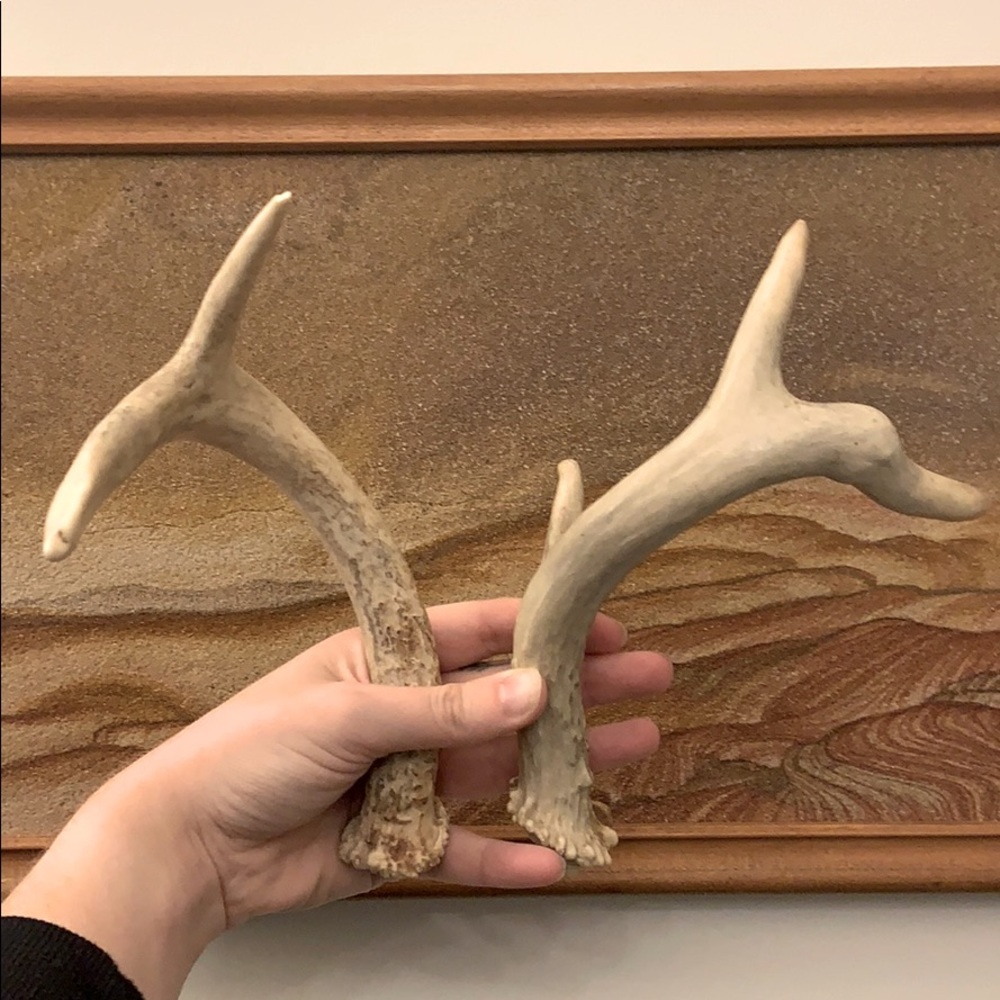 ⚡️ SALE ⚡️ Set of 2 Deer Antlers
